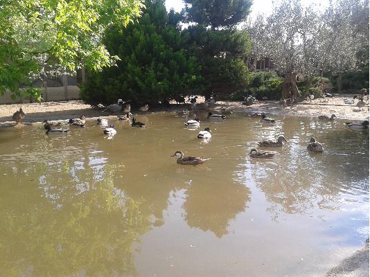 Ασπρομετωπες αγριοχηνες